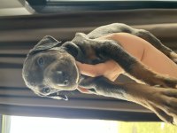 Sınırsız Sayıda Doberman Bebekler