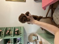 TEACUP POODLE YAVRUMUZ