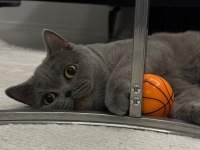 Ücretsiz British Shorthair Dişi