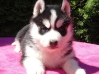 HUSKY SİBİRYA YAVRULARI