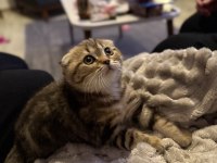 Minik scottish fold kaplanım