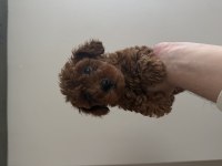 Toy Poodle Ev Ortamından