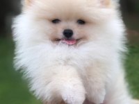 Pomeranian yavru boo