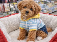 Maltipoo Yavru Ayıcık Surat Apricot Renk