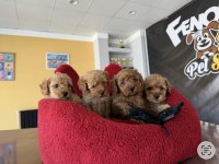 Türkiye’nin en güzel Maltipoo yavruları Ankara mağaza 
