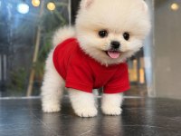 Orjinal Pomeranian Boo