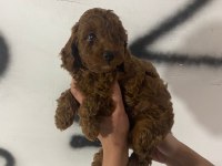 Red brown poodle yavrularım orijinal