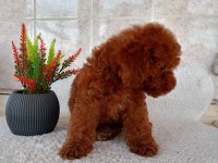 Red toy poodle erkek yavru