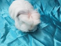 Üreticiden Safkan Guinea Pig Yavrular