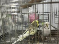 Japones Ve Jumbo Ayarında Erkek Muhabbet Kuşu