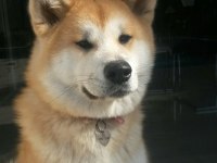 2,5 yaşında erkek japon akita