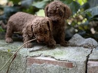 Mükemmel Renk Sağlık Garantili Toy Poodle