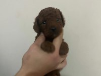 A kalite toy poodle