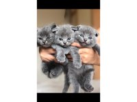 Yavru 45 günlük british shorthair kediler