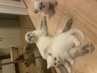 Yakışıklım Blue Point Scottish fold