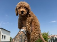 2 Buçuk Aylık Erkek Toy Poodle