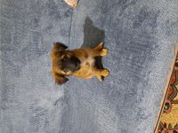 Sevimli parçamız can dostu köpeğimiz