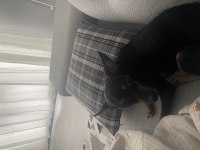 Gece 1 buçuk yaşında erkek pinscher
