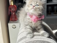 Güzellik Abidesi British Longhair