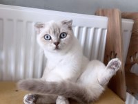 1 yaşında dişi british shorthair