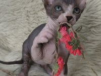 Kedimiz Nakedbeauty Sphynx Cattery