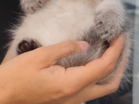 British shorthair kedisi