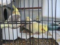 Bebek sultan papağanları lutino karışık
