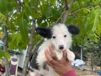 Safkan ankaranın en güzel border collie yavruları