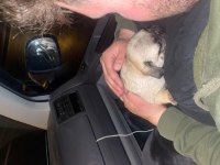 2 Aylık Pug gül kuyruk sıfır burun