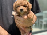 Maltipoo Bebişler