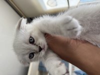 Mavi boncuk british shorthair