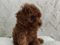 Biblo gibi poodle kızımız yeni yuvasını arıyor