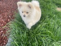 Pomeranian Boo 5 Aylık