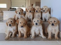 Baby face golden retriever bebekler