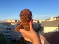 EV ÜRETİMİ TOY POODLE YAVRULARIMIZ