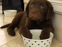 Çikolata Labrador Retriever Yavruları Muhteşem Formda