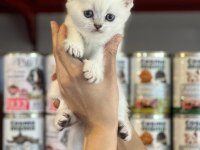 Irk Garantili British Shorthair Yavruları