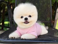 Pomeranian Boo Yavrumuz 
