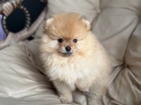 Dişi 3 aylık pomeranian