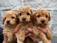 Orijinal toy poodle yavrular