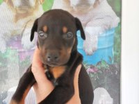 2.5 aylık herşeyi hazır doberman