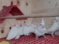 Albino Sultan papağanları