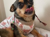 Chihuahua köpeğimiz kukiye acil yuva