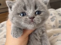 Orijinal british shorthair yavruları