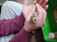 Ele Alışık Tatlı Suriye Yavru Hamsterlerımız