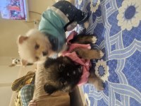 Yavru pomeranian 2 aylık