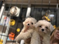 Kg garantili küçük boy maltese