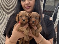 Ufacık koyu renk maltipoo yavrularım
