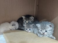 British shorthair ve scottish fold yavrular