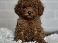 Toy Poodle Köpekleri